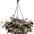 Tradescantia zebrina 'Purpurea', Ampel, im 20cm Topf, Hhe 30cm, Breite 35cm