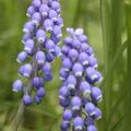 Traubenhyazinthe 'Superstar', Muscari botryoides 'Superstar'