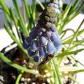 Traubenhyazinthen-Mischung, Muscari 'Magic Mix'