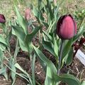 Triumph Tulpe 'Continental', Tulipa 'Continental'