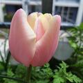 Triumph Tulpe 'Mango Charm', Tulipa 'Mango Charm'