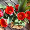 Triumph Tulpe 'Prins Willem Alexander', Tulipa 'Prins Willem Alexander' 