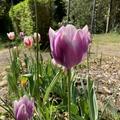 Triumph Tulpe 'Synaeda Blue', Tulipa 'Synaeda Blue'