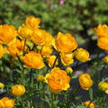 Garten-Trollblume 'Golden Queen'