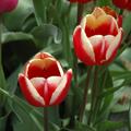 Coronet Tulpe 'Elegant Crown', Tulipa