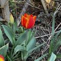 Tulpe, Einfache frhe Tulpe 'Flair', Blumenzwiebeln