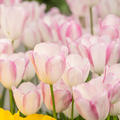 Trimph-Tulpe 'Graceland' Tulipa 'Graceland'