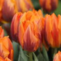 Einfache frhe Tulpe 'Prinses Irene'