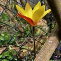 Wildtulpe 'Tubergens Gem', Tulipa clusiana var. chrysantha 'Tubergens Gem', Blumenzwiebeln