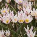 Wildtulpe 'Hilde', Tulipa cretica 'Hilde'