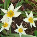 Tulipa polychroma, Tulipa polychroma