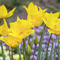 Weinbergtulpe, Tulipa sylvestris, Wildtulpe