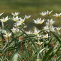 Tulipa turkestanica