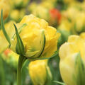 Gefllte Tulpe 'Akebono'