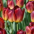 Tulpe, Gartentulpe, Tulipa Amberglow