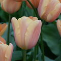 Triumph Tulpe 'Apricot Foxx'