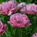 Gefllte Tulpe 'Aveyron'