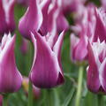 Lilienbltige Tulpe 'Ballade'