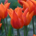 Lilienbltige Tulpe 'Ballerina'