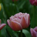Gefllte Tulpe 'Beachberry'