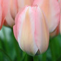 Tulpe, Gartentulpe, Tulipa Bella Blush