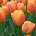 Tulpe, Gartentulpe, Tulipa Bellville
