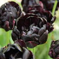 Gefllte Tulpe 'Black Hero'