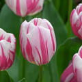 Tulpe, Gartentulpe, Tulipa Bojangles