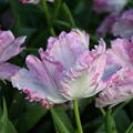 Papageien Tulpe 'Cabanna'