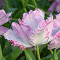 Papageien Tulpe 'Cabanna'
