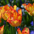 Tulpe, Gartentulpe, Tulipa Parrot