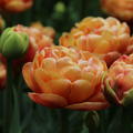 Gefllte Tulpe 'Copper Image'