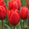 Einfache frhe Tulpe 'Couleur Cardinal'