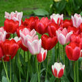 Tulpe, Gartentulpen Mischung Delight Mix