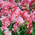Tulpe, Tulipa Double Sugar, geflltblhend, rosa