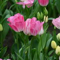 Mehrbltige Tulpe 'Dream Club'