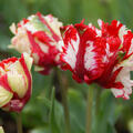 Papageien Tulpe 'Estella Rijnveld'