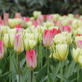 Fosteriana-Tulpen Mischung 'Flaming Purissima & Exotic Emperor'