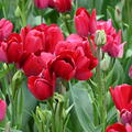 Mehrbltige Tulpe 'Fiery Club'