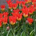 Fosteriana Tulpe 'Flames Mystery'