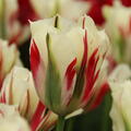 Viridiflora Tulpe, Grne Tulpe 'Flaming Springgreen'