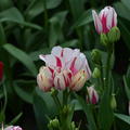 Mehrbltige Tulpe 'Flaming Club'