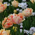 Gefllte Tulpe 'Foxy Foxtrot'