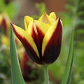 Triumph Tulpe 'Gavota'