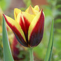 Triumph Tulpe 'Gavota'