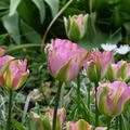 Viridiflora Tulpe Grne Tulpe 'Groenland'