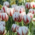 Einfache spte Tulpe 'Happy Generation'