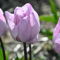 Tulpe, Gartentulpe Jacuzzi