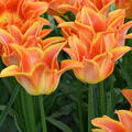 Lilienbltige Tulpe 'Je t'aime'