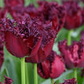 Tulpe, Gartentulpe Labrador
